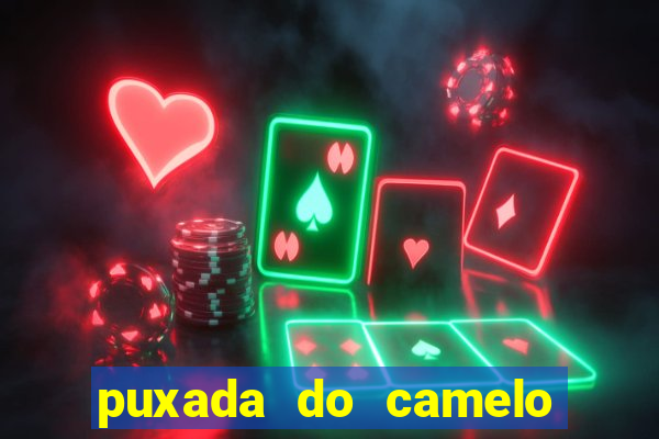 puxada do camelo no jogo do bicho